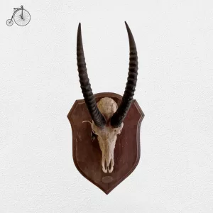 Palco Antilope Nera Kenya 1985