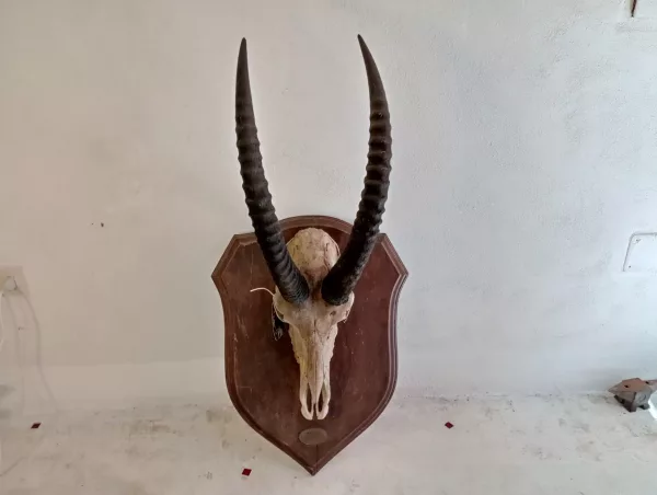 Palco Antilope Nera Kenya 1985 - immagine 2