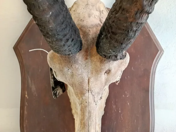 Palco Antilope Nera Kenya 1985 - immagine 4