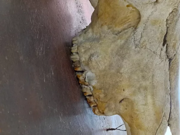 Palco Antilope Nera Kenya 1985 - immagine 8