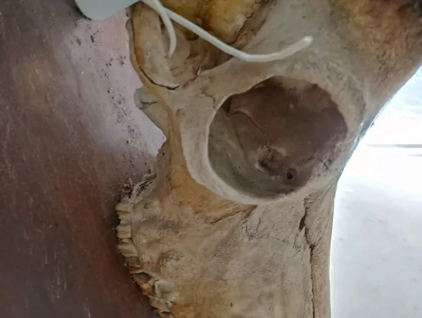 Palco Antilope Nera Kenya 1985 - immagine 7