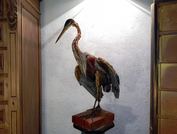 Airone Cenerino Impagliato - immagine 2