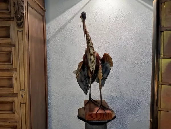 Airone Cenerino Impagliato - immagine 3
