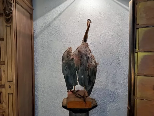 Airone Cenerino Impagliato - immagine 5