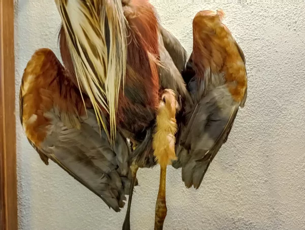 Airone Cenerino Impagliato - immagine 7
