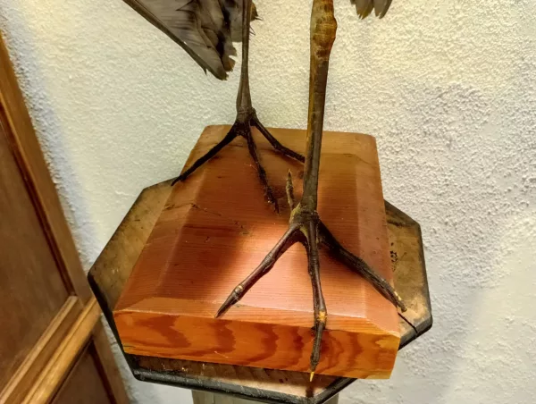 Airone Cenerino Impagliato - immagine 8