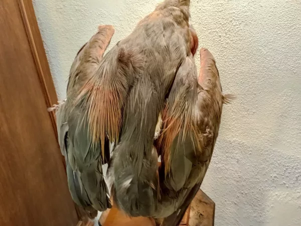 Airone Cenerino Impagliato - immagine 6