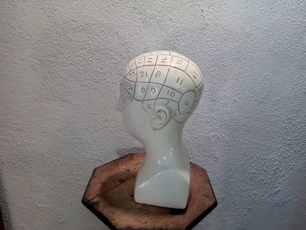 Testa "Phrenology" Anni '20 - immagine 4