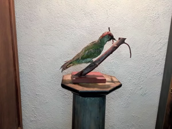 Ghiandaia Impagliata - immagine 4