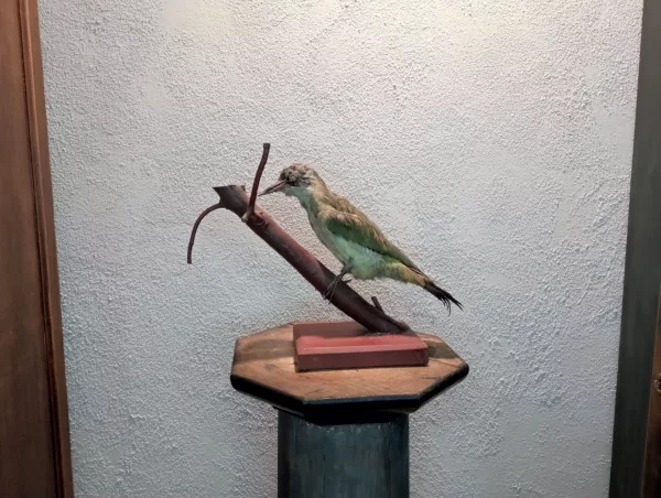 Ghiandaia Impagliata - immagine 2