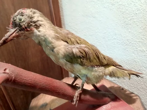 Ghiandaia Impagliata - immagine 6