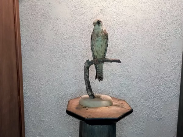 Falco Cuculo Impagliato - immagine 2
