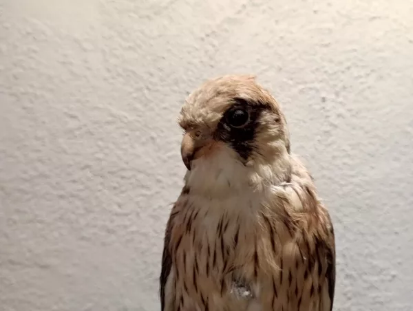 Falco Cuculo Impagliato - immagine 3