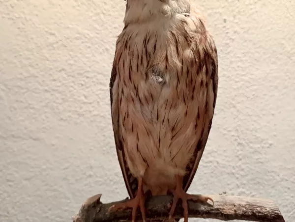 Falco Cuculo Impagliato - immagine 4