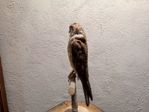 Falco Cuculo Impagliato - immagine 6