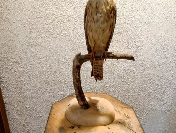Falco Cuculo Impagliato - immagine 5
