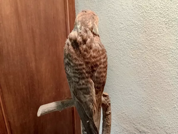 Falco Cuculo Impagliato - immagine 7
