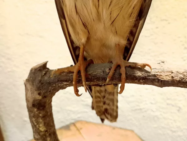 Falco Cuculo Impagliato - immagine 8