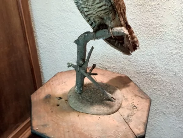 Geopelia Striata Impagliata - immagine 3