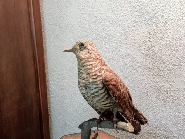 Geopelia Striata Impagliata - immagine 4