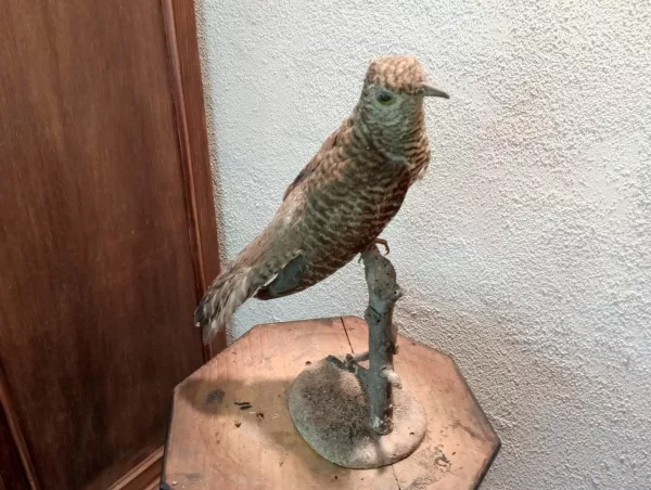 Geopelia Striata Impagliata - immagine 6