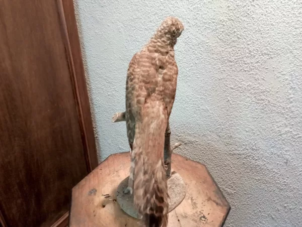 Geopelia Striata Impagliata - immagine 5