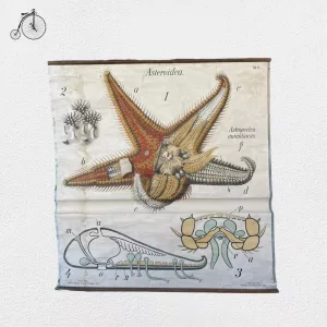 Stella Marina Cartina Didattica 1930