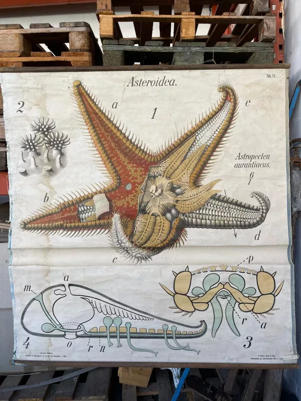 Stella Marina Cartina Didattica 1930 - immagine 2