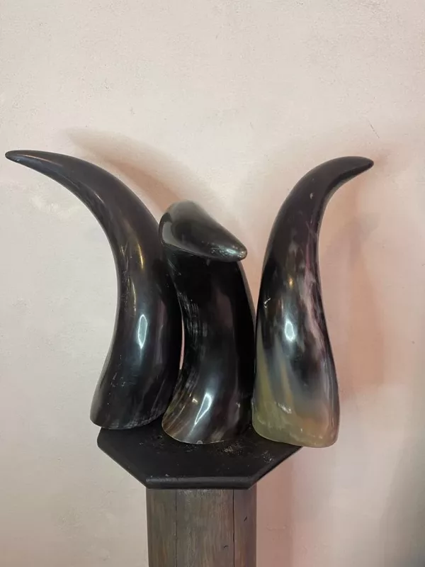 Tris Corna Bovino Maremmano 1960 - immagine 3