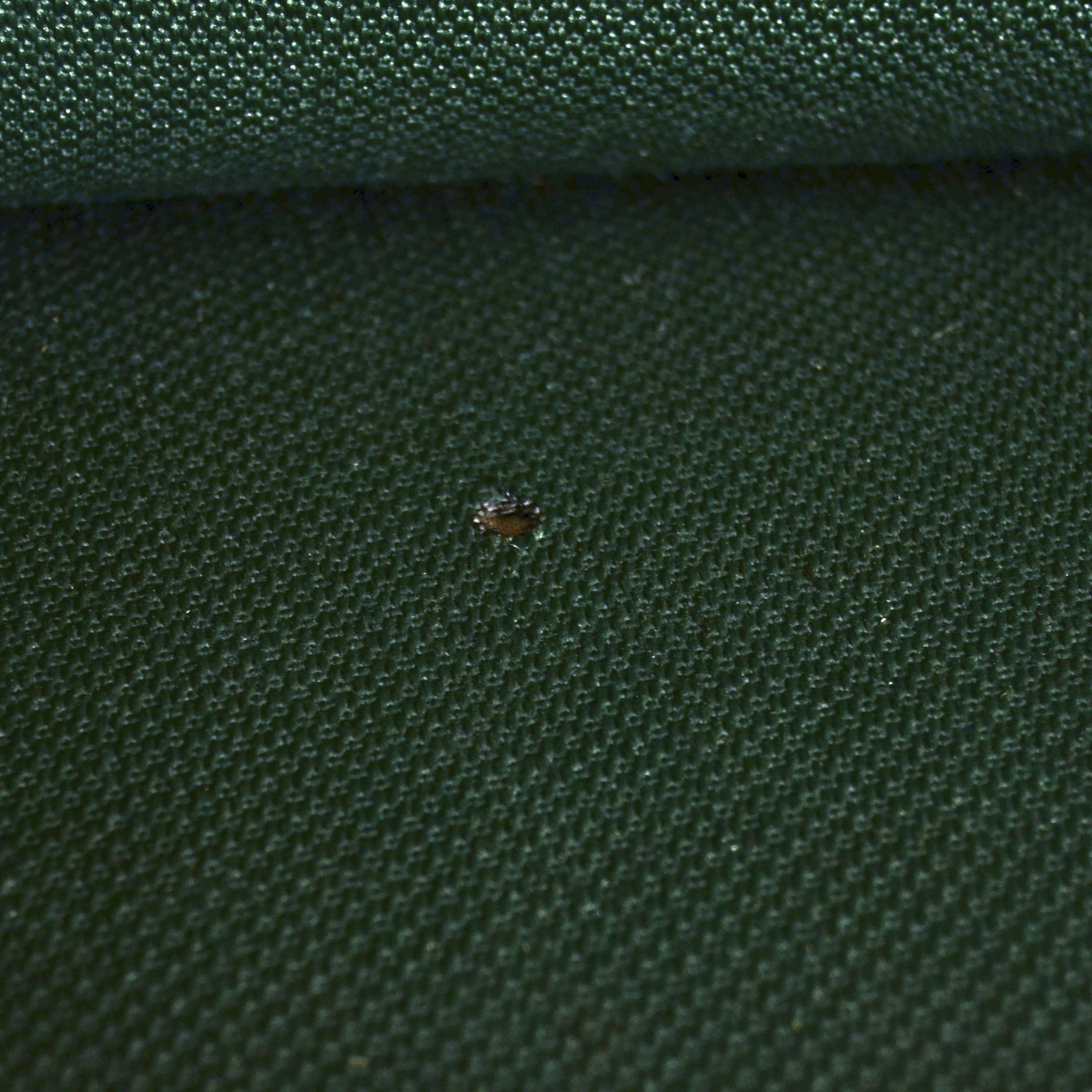 Poltrona "Bastiano" di Afra & Tobia Scarpa x Knoll '80 - immagine 9